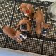Boxer Puppies for sale in Tennessee City, TN 37055, USA. price: NA