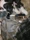 Boxer Puppies for sale in Halifax, VA 24558, USA. price: NA