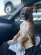Boxer Puppies for sale in Buford, GA, USA. price: NA