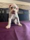 Boxer Puppies for sale in Whittier, CA, USA. price: $500