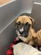 Boxer Puppies for sale in Gainesville, GA, USA. price: NA