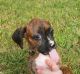 Boxer Puppies for sale in South Pittsburg, TN 37380, USA. price: $350
