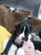 Boxer Puppies for sale in Jerome, ID 83338, USA. price: NA