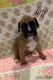 Boxer Puppies for sale in Albany, MN 56307, USA. price: $950