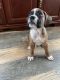 Boxer Puppies for sale in Pittsburgh, PA, USA. price: $65,000