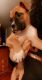 Boxer Puppies for sale in Buford, GA, USA. price: $975