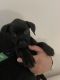 Boxer Puppies for sale in Hollywood, FL, USA. price: NA