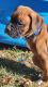 Boxer Puppies for sale in Florence, KY, USA. price: NA