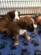 Boxer Puppies for sale in Cedar City, UT, USA. price: NA