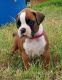 Boxer Puppies for sale in Sandy, UT, USA. price: NA