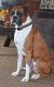 Boxer Puppies for sale in Kendallville, IN 46755, USA. price: $250