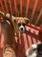 Boxer Puppies for sale in Englewood, NJ 07631, USA. price: NA