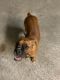 Boxer Puppies for sale in Compton, CA, USA. price: $100