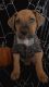 Boxer Puppies for sale in 11446 4th Ave, Hesperia, CA 92345, USA. price: $550