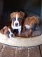 Boxer Puppies for sale in Tompkinsville, KY 42167, USA. price: NA