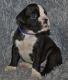 Boxer Puppies for sale in Overbrook, KS 66524, USA. price: NA