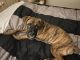 Boxer Puppies for sale in Glen Burnie, MD, USA. price: NA