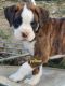 Boxer Puppies for sale in Florence, KY, USA. price: $1,200
