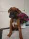 Boxer Puppies for sale in Stoutland, MO, USA. price: $850