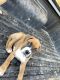 Boxer Puppies for sale in Merced, CA, USA. price: $600