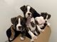 Boxer Puppies for sale in Tacoma, WA, USA. price: NA