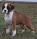 Boxer Puppies for sale in Centereach, NY, USA. price: $600