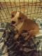 Boxer Puppies for sale in Union City, TN 38261, USA. price: $300