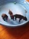 Boxer Puppies for sale in Newton, IL 62448, USA. price: $375