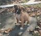 Boxer Puppies for sale in Sevierville, TN, USA. price: $800
