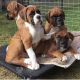 Boxer Puppies for sale in California City, CA, USA. price: NA