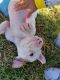 Boxer Puppies for sale in McDonough, GA, USA. price: NA