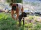 Boxer Puppies for sale in Oroville, CA, USA. price: NA