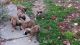 Boxer Puppies for sale in Titusville, PA 16354, USA. price: $1,500