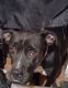 Boxer Puppies for sale in 209 4th St, Topeka, IL 61567, USA. price: NA