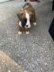 Boxer Puppies for sale in North Charleston, SC, USA. price: $800