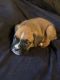 Boxer Puppies for sale in Coatesville, IN 46121, USA. price: NA