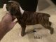 Boxer Puppies for sale in North Charleston, SC, USA. price: $900
