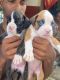 Boxer Puppies for sale in Ashok Nagar, Chennai, Tamil Nadu, India. price: 25000 INR