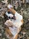 Boxer Puppies for sale in Owensboro, KY, USA. price: $700