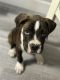 Boxer Puppies for sale in Katy, TX, USA. price: NA