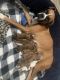 Boxer Puppies for sale in Maryville, TN, USA. price: $900