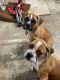 Boxer Puppies for sale in Fyffe, AL 35971, USA. price: NA