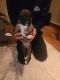 Boxer Puppies for sale in Shelbyville, KY 40065, USA. price: NA