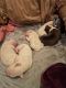 Boxer Puppies for sale in North Hollywood, Los Angeles, CA, USA. price: $800
