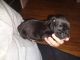 Boxer Puppies for sale in Frewsburg, NY 14738, USA. price: NA