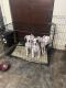 Boxer Puppies for sale in Layton, UT, USA. price: NA