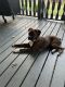 Boxer Puppies for sale in Nolensville, TN 37135, USA. price: NA
