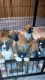 Boxer Puppies for sale in Texas City, TX, USA. price: NA
