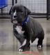 Boxer Puppies for sale in Keokuk, IA 52632, USA. price: NA