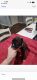 Boxer Puppies for sale in McKenzie, TN 38201, USA. price: NA